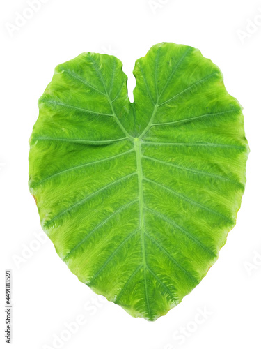 The green leave of elephant s ear plant are large  long with a sagittate shape. Elephant Ears or Colocasia  Alocasia  and Xanthosoma leave isolated on white background.