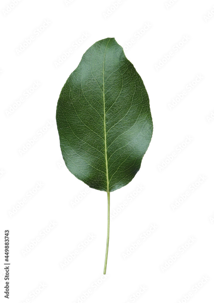Obraz premium Green pear tree leaf isolated on white