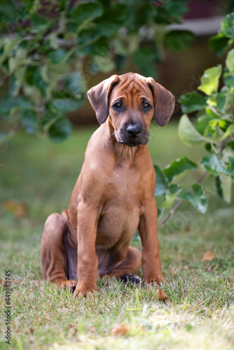 Rhodesian Ridgeback Welpe unter einem Apfelbaum