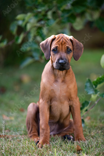 S    es Hundewelpen  Ridgeback  Dog  Baby  