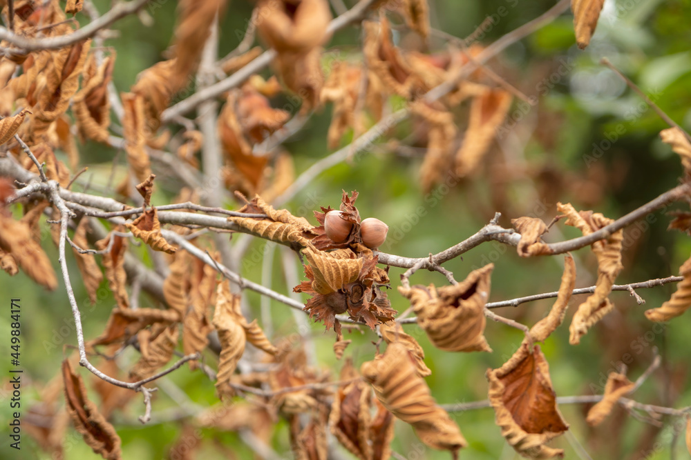 Farmer show green hazelnuts. Tree with hazelnuts in Ordu, Turkey
