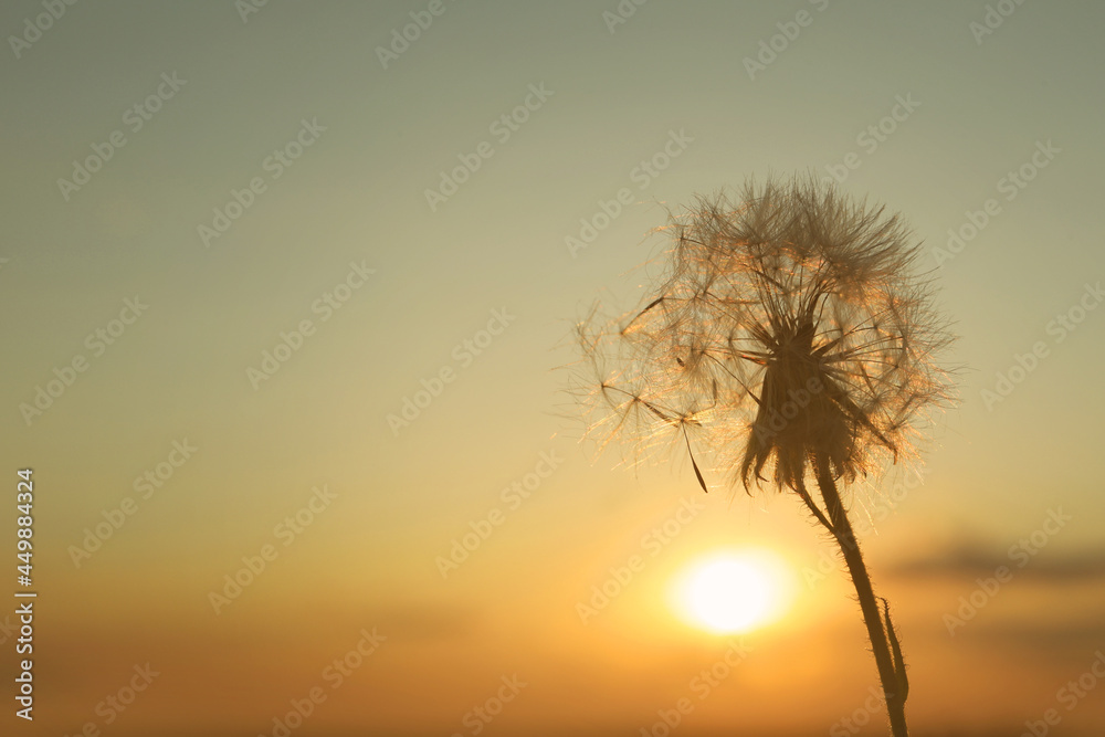 Beautiful fluffy dandelion outdoors at sunset, closeup. Space for text