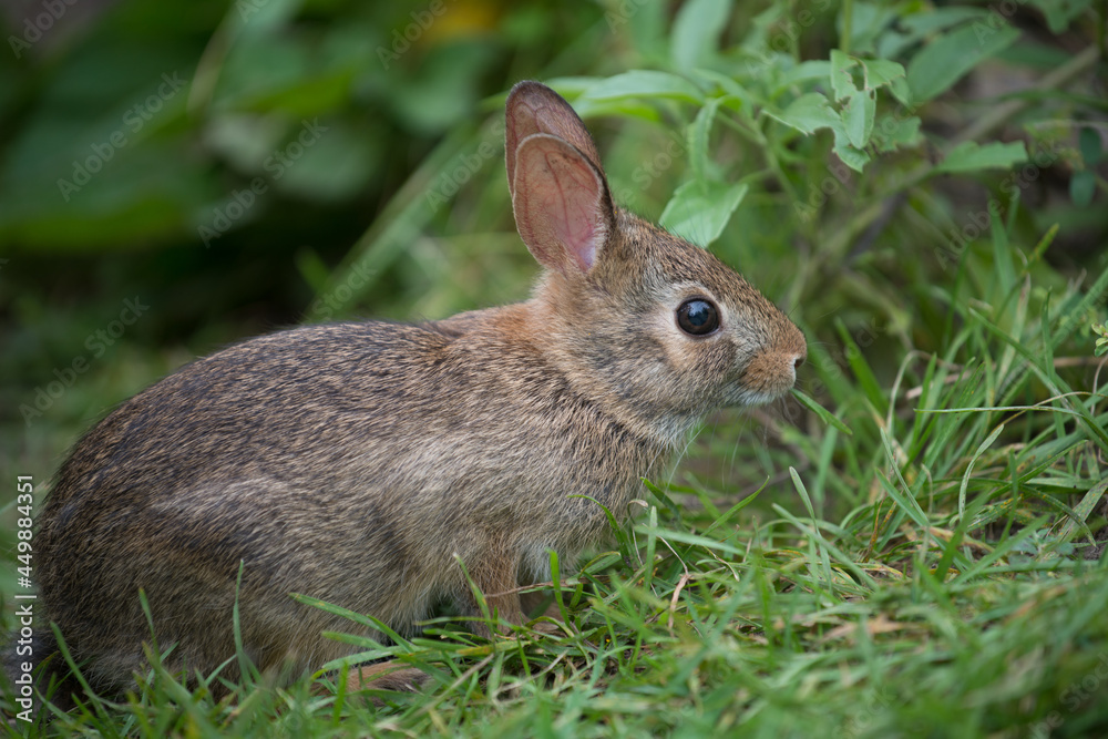 close up of a rabbit surrounded with grass close up of a rabbit surrounded with grass