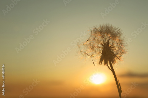 Beautiful fluffy dandelion outdoors at sunset  closeup. Space for text