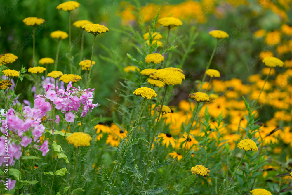 Obraz premium field of yarrow (yellow flowers on stalks), phlox (pink flowers) and out of focus rudbeckia in a garden - cloudy skies 