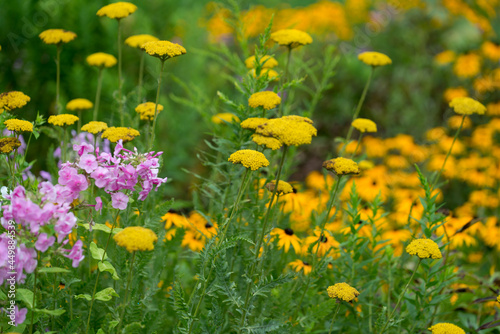 field of yarrow  yellow flowers on stalks   phlox  pink flowers  and out of focus rudbeckia in a garden - cloudy skies 