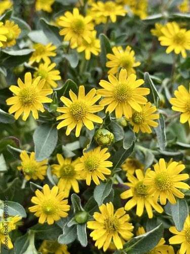 Vertical shot of blooming sanvitalia procumben flowers in a garden photo