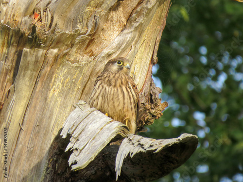 beautiful kestrel perched on the trunk of a tree