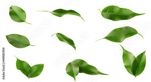 Ficus green leaves isolated. Green isolated leaves on a white background.