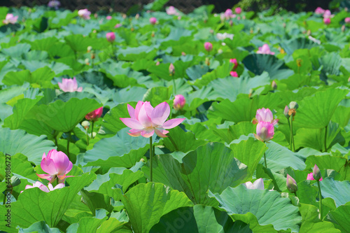 Lotus Flowers at Takada Castle Park, Joetsu City, Niigata Pref., Japan photo