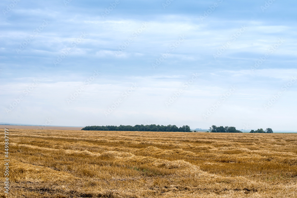 view of the field with wheat stubble and strips after harvest and blue sky