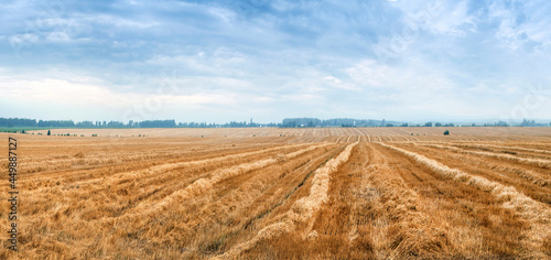 panoramic view of the field with wheat stubble and strips after harvest