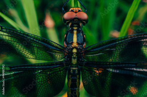 Selective focus shot of a dragonfly photo