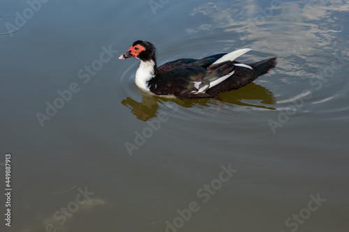 Pato nadando