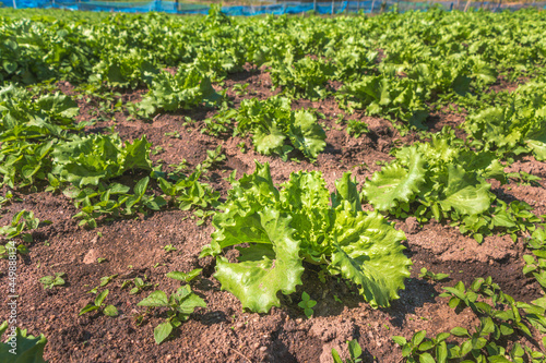 plantation of young cabbage on a non-toxic planting plot, organic vegetables agriculture in Thailand © huawoon