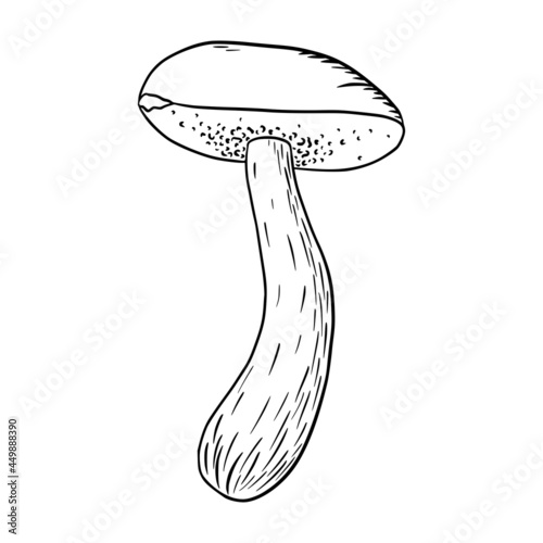Boletus Illustration. Line art edible mushroom icon for logo, emblem, prints, stickers, coloring worksheets, menu design and decoration