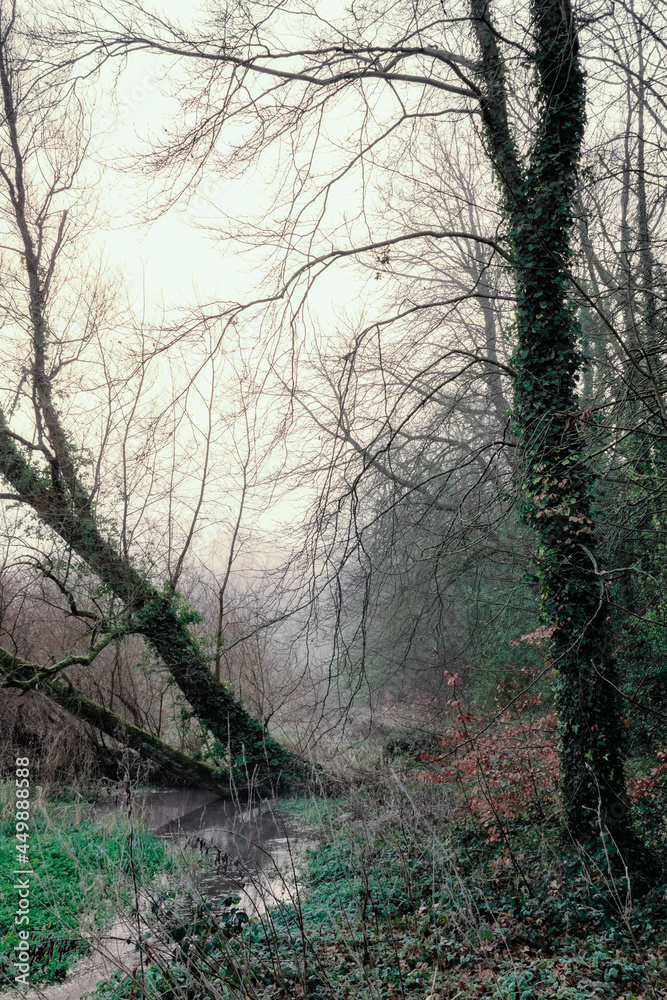 Obraz premium Foggy Sunrise at Canal in Ireland