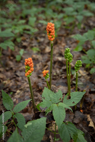 Flowers. Plants in Forest. Kuinre. Kuinderbos. Noordoostpolder Netherlands.  photo