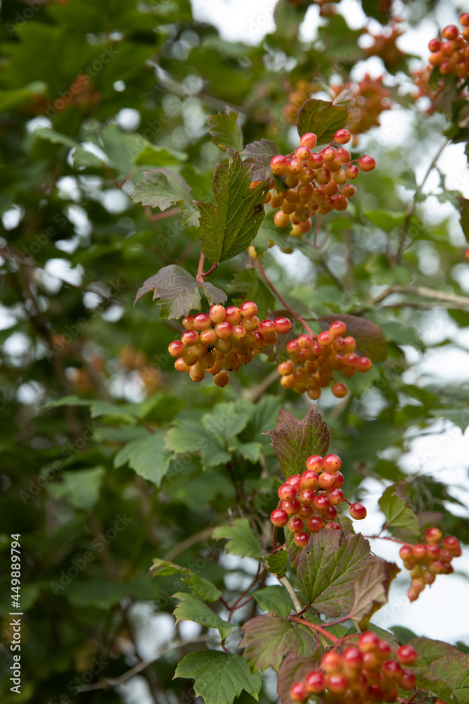 Red berries of tree in Forest Kuinre. Kuinderbos. Noordoostpolder Netherlands. 