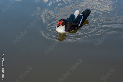 Pato na lagoa photo