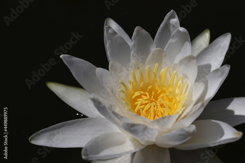 White water lily in black water. Beautiful white flower on a dark background close-up. Selective focus