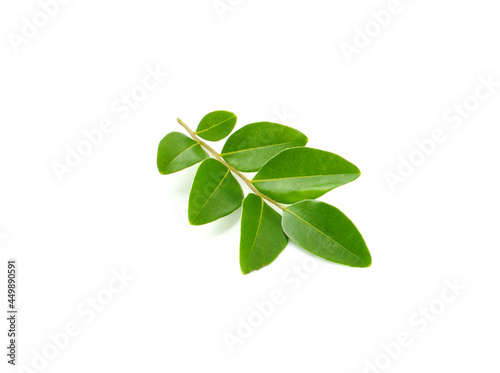 Small green leaves isolated on white background