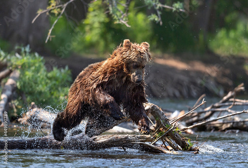 Brown bear jumping in the river and fishing for salmon. Brown bear chasing sockeye salmon at a river. Kamchatka brown bear, Ursus Arctos Piscator. Natural habitat. Kamchatka, Russia.