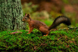 Curious red squirrel on top a mossy rock in a lush forest
