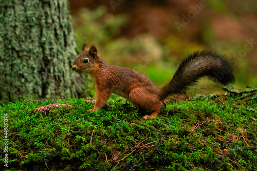 Curious red squirrel on top a mossy rock in a lush forest  © Mohavi Creative
