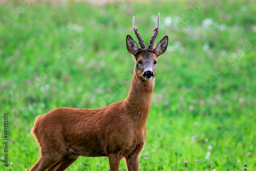 Adult buck roe deer on a clover field