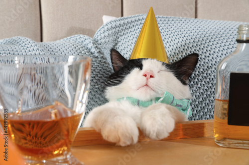 Cute cat wearing birthday hat near tray with whiskey at home. After party hangover photo
