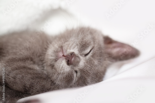 A cute kitten is lying on the bed. Selective focus. Horizontal.