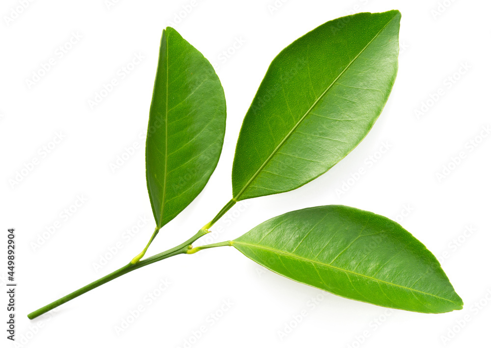 Fresh Petitgrain leaves isolated on white background Fresh Petitgrain leaves isolated on white background