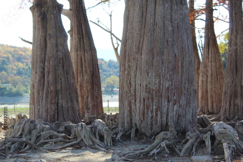 Sukko lake dry trees