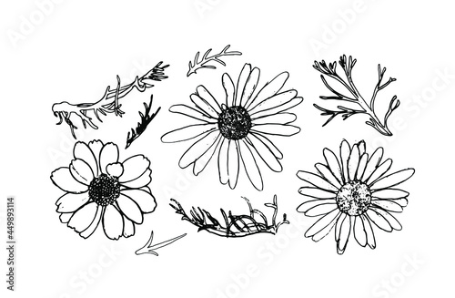 Ink chamomile herbal illustration. Hand drawn botanical sketch style.
