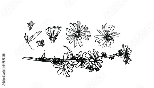 Illustration of medicinal herbs chicory. Chicory plant and chicory root vector.