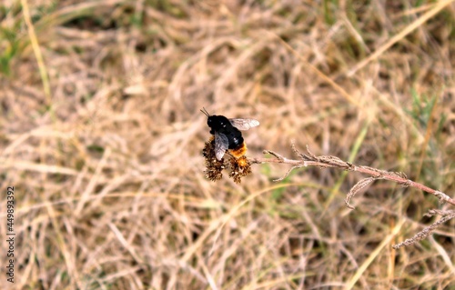 butterfly on the grass © Владимир Матюшкин