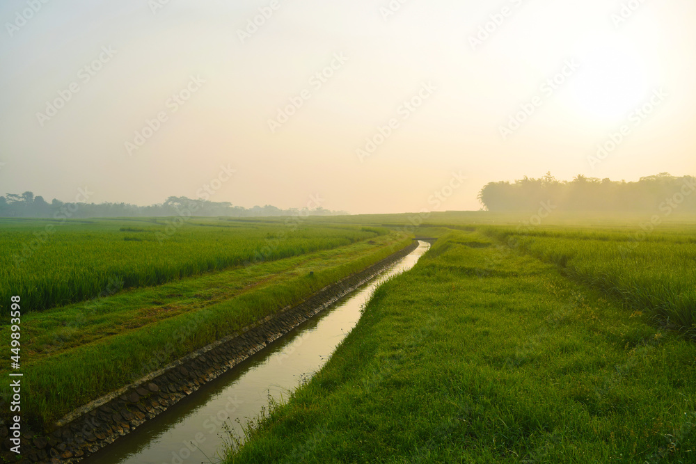 Obraz premium morning in the field with green grass