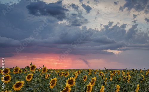 Sunflower fields in sun rays at sunset background with dramatic sky. 