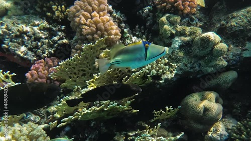 Picasso Triggerfish near Coral Reef. Snorkeling Diver Follow Picassofish in Red Sea. Rhinecanthus aculeatus photo