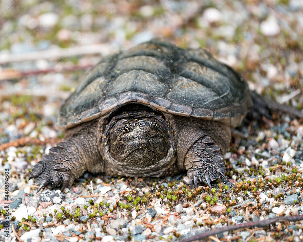 Snapping Turtle Photo Stock. Close-up profile view walking on gravel in its environment and habitat surrounding. Turtle Picture. Portrait. Image. Snapping Turtle Photo Stock. Close-up profile view walking on gravel in its environment and habitat surrounding. Turtle Picture. Portrait. Image.