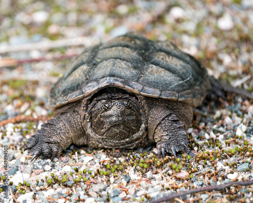 Snapping Turtle Photo Stock. Close-up profile view walking on gravel in its environment and habitat surrounding. Turtle Picture. Portrait. Image.