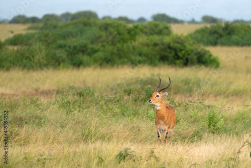 Uganda Kob, Kobus thomasi photo