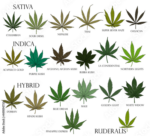 Types of weed. Sativa, Indica, Hybrid and Ruderalis cannabis leaves in black outline for use in medicine and cosmetology.