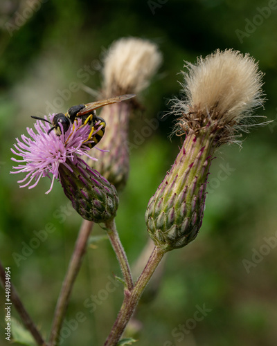 Macro shot of a European beewolf (Philanthus triangulum) on a violet flower photo