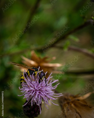 Macro shot of a European beewolf (Philanthus triangulum) on a violet flower photo