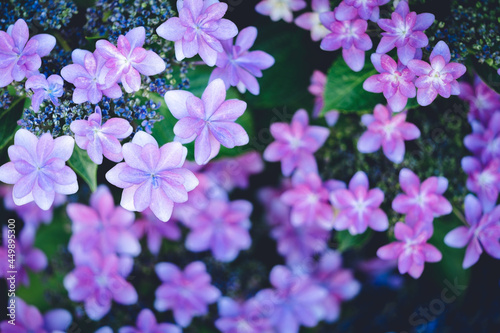 紫陽花