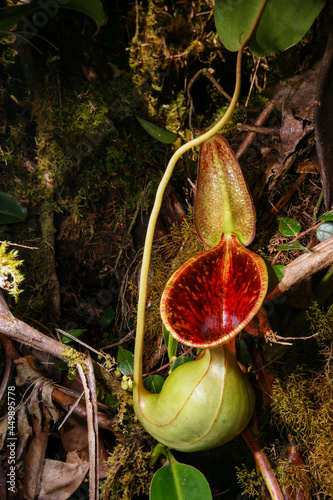 Pitcher of the carnivorous pitcher plant Nepenthes lowii, Borneo, Malaysia photo