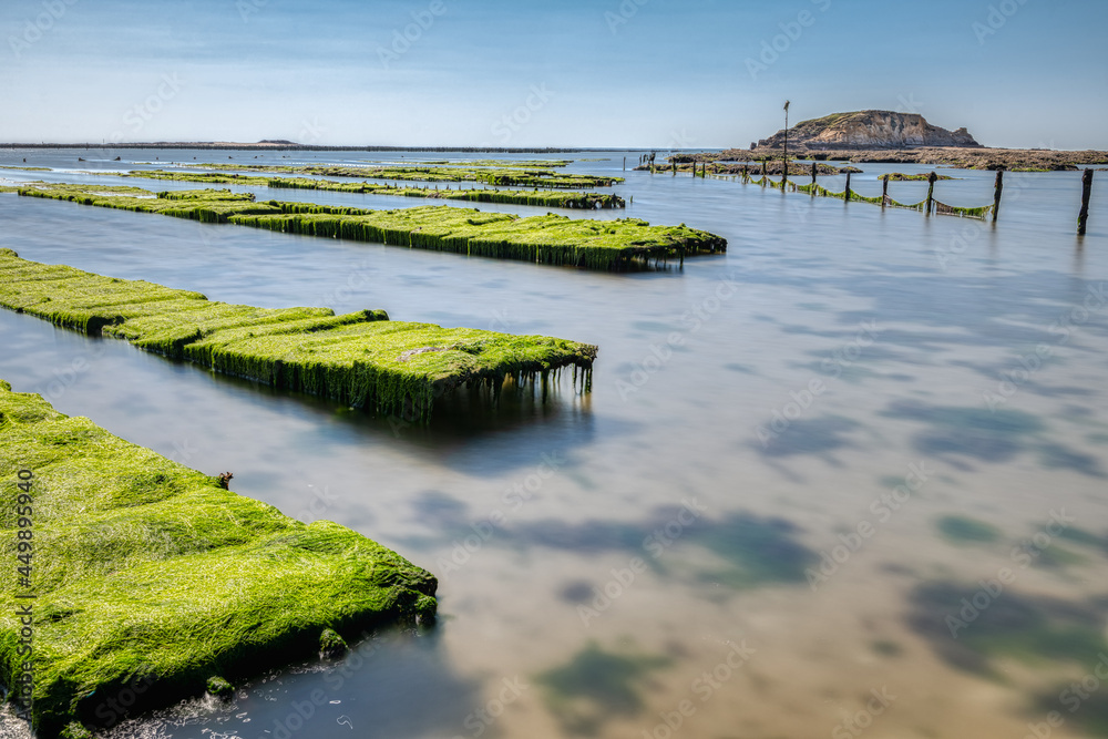 Fototapeta premium Oyster park in Morbihan in Brittany. The green algae has settled on the oyster traps
