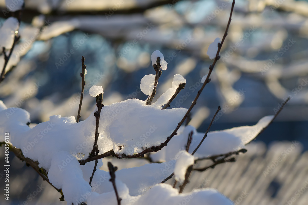 Snow covered alder tree branch against defocused background. Selective focus and shallow depth of field. Snow covered alder tree branch against defocused background. Selective focus and shallow depth of field.